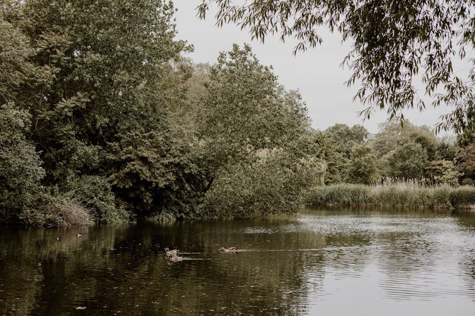 Peaceful riverside view with ducks and lush greenery in a London park.